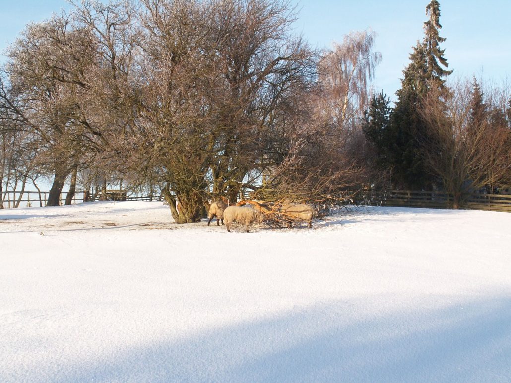 Vinteren var hård
